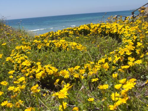 Landart Chrysanthemenspirale