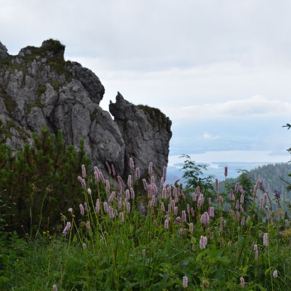 Felsen mit bunten Pflanzen