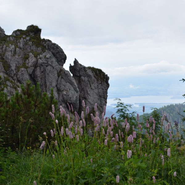 Felsen mit bunten Pflanzen