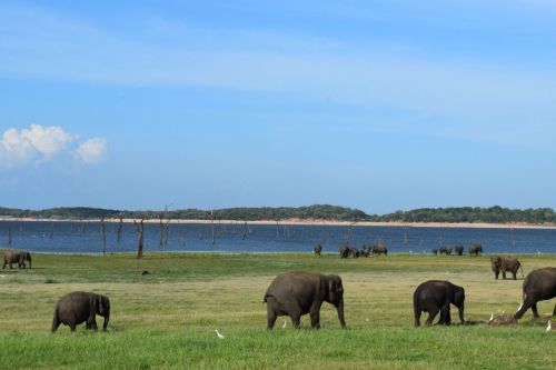 Sri Lanka - Frauen